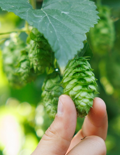 Explorer une terre de houblon