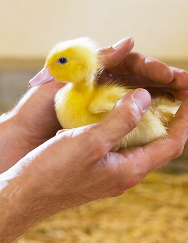 Découvrir une ferme et le terroir